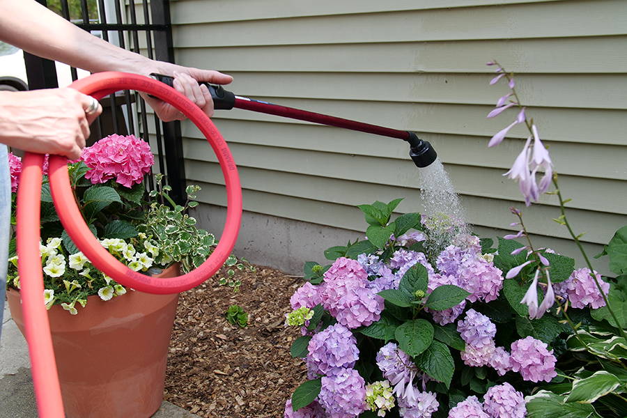 Woman watering blue hydrangeas